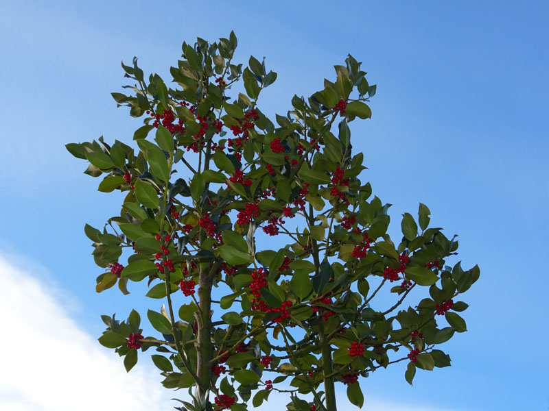 Ilex aquifolium / Agrifoglio